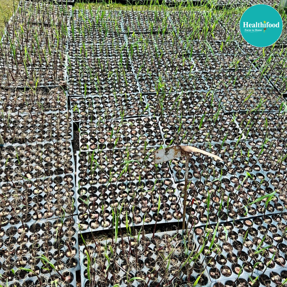 Native Cane Jaggery Powder (Healthy sweet substitute) - Image 2