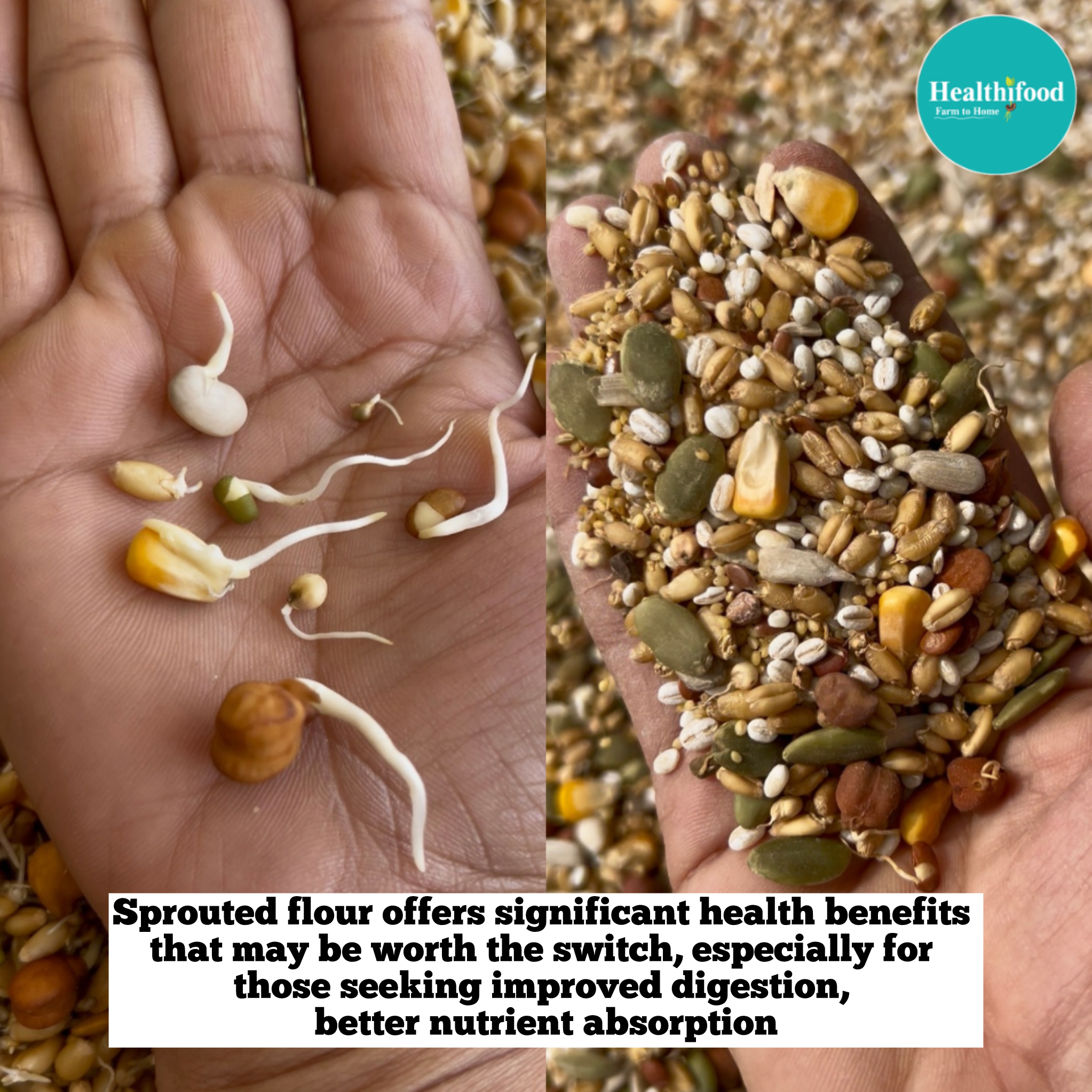 Sprouted Multigrain Chapati Mix (Protein rich & gut friendly) - Image 4