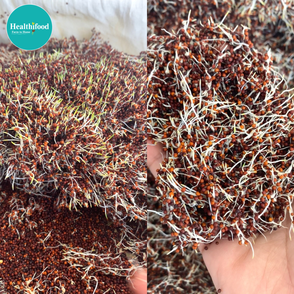 Sprouted Ragi Powder (10 times Higher Calcium Content) - Image 4