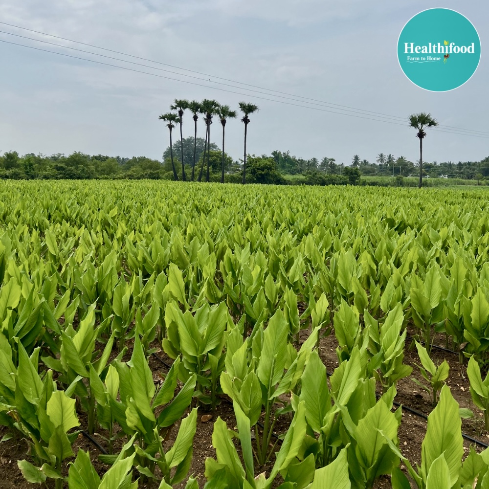 Pure Golden Turmeric Powder (High on Curcumin) - Image 2